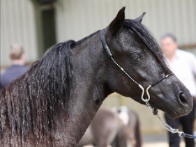 Midzomer Black Pearl